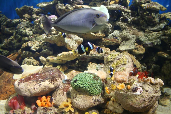 Peixes de aquário — Fotografia de Stock