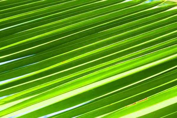 Palm leaf — Stock Photo, Image