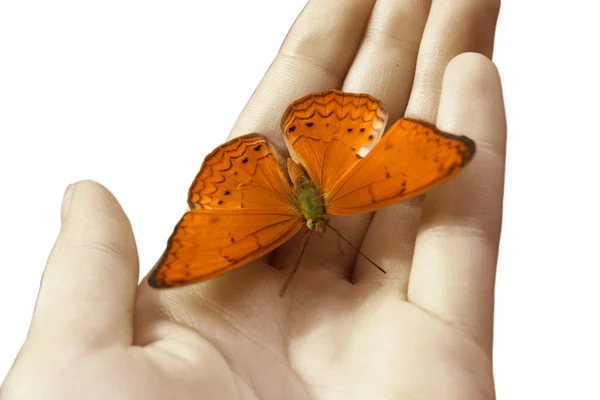 A borboleta cor de laranja senta-se em uma mão — Fotografia de Stock