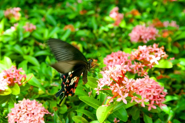 Mariposa bebe néctar de una flor — Foto de Stock