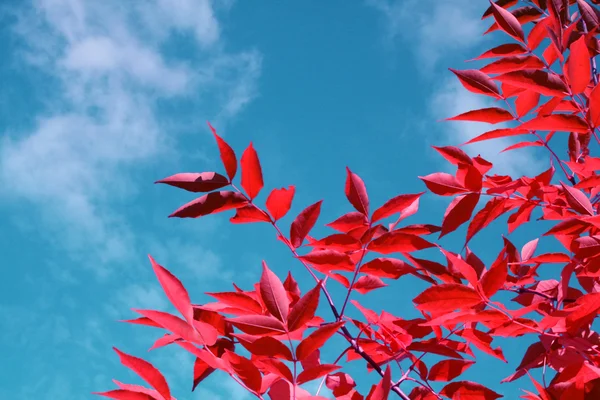 stock image Autumn