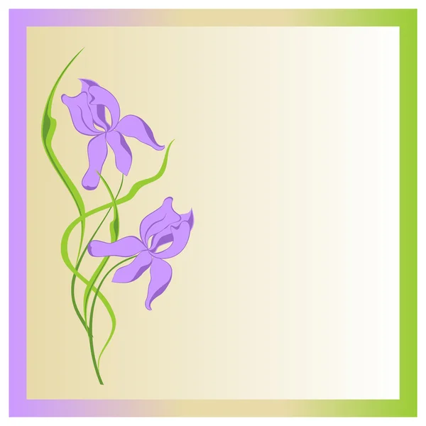 Flores íris — Vetor de Stock