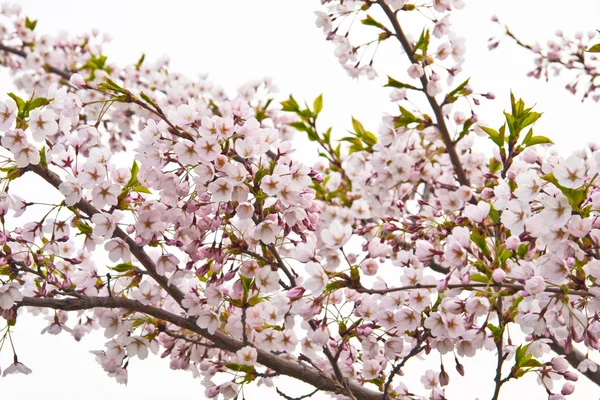 stock image Sakura blooming flowers