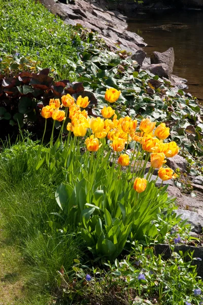 美しいチューリップの庭 — ストック写真