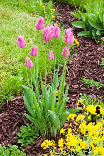 Bei tulipani in giardino Fotografia Stock