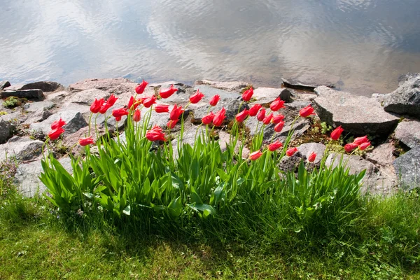 Hermosos tulipanes en jardín Imagen De Stock