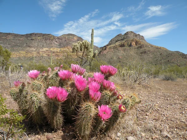 Blommande igelkott kaktus — Stockfoto