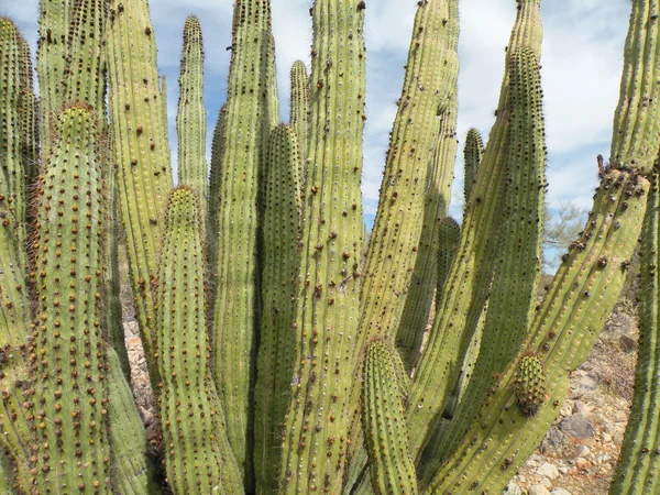 Varhany potrubí kaktus — Stock fotografie