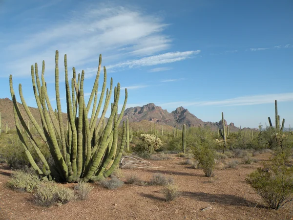 Orgona cső kaktusz Stock Kép