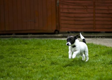 Jack Russell Teriyeri