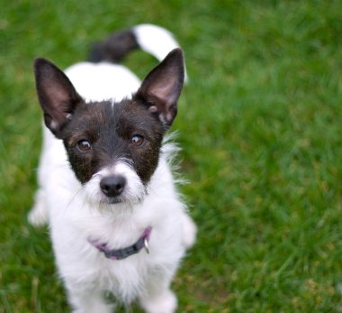 Jack Russell Teriyeri