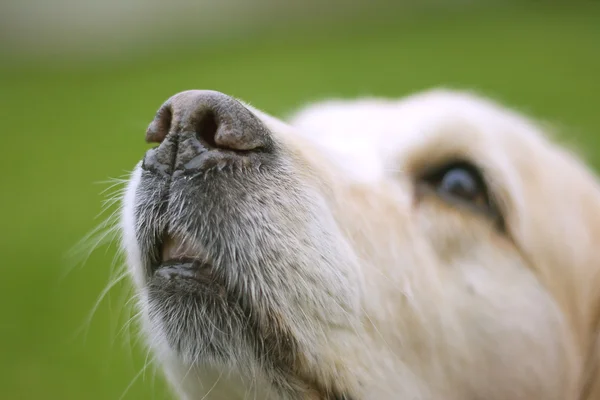 Hond neus — Stockfoto