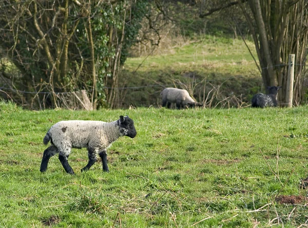 Tavaszi bárány — Stock Fotó