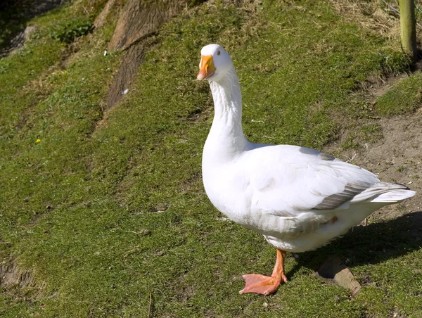 White goose — Stock Photo, Image