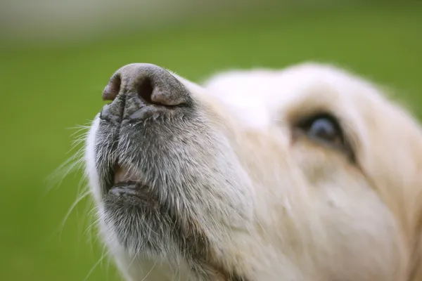犬の鼻 ロイヤリティフリーのストック画像