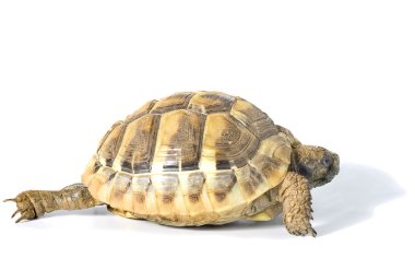 Tortoise clipart