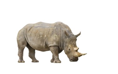 An isolated portrait of a rhinoceros clipart