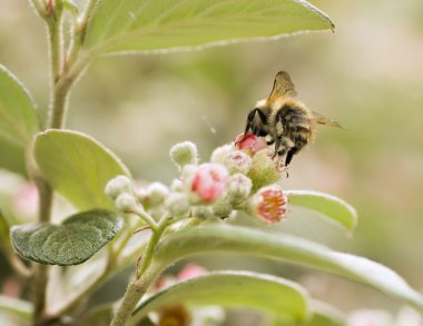 Bumble bee gathering pollen clipart