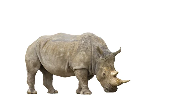 Изолированный портрет носорога — стоковое фото