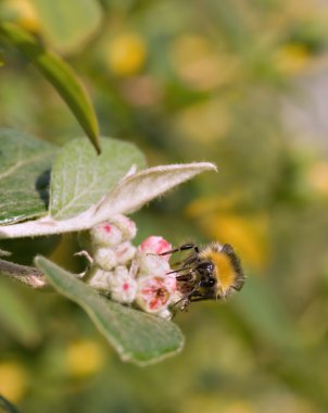 Bumble bee toplama polen