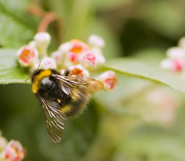 stock image Bumble bee gathering pollen