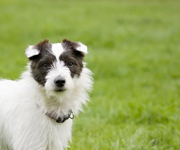 Portrait of a jack russell terrier — Stock Photo, Image