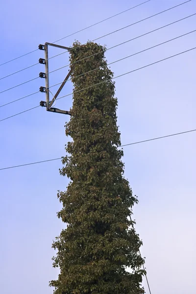 Cables eléctricos portadores de pilón — Foto de Stock