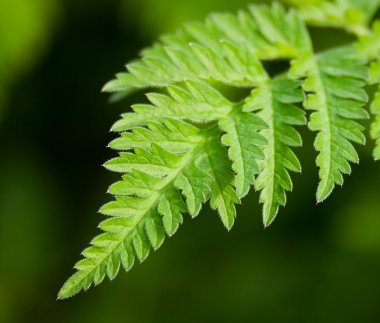 Single fern frond growing in the forest clipart