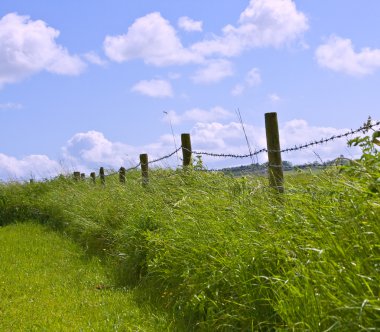 Traditional English hedgerow clipart