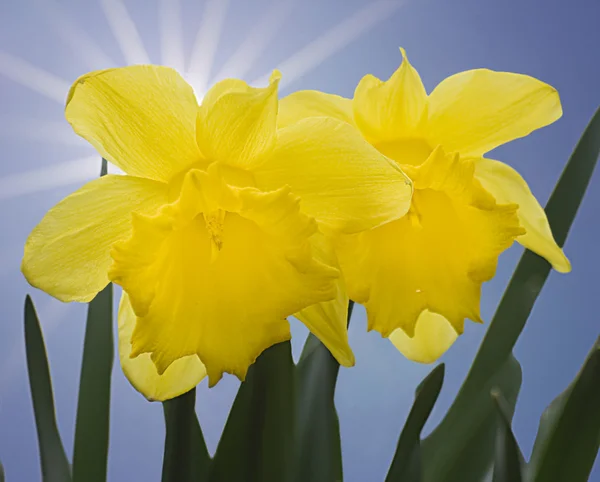 A close up of two yellow daffodils — Stock Photo, Image