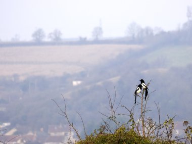 Two magpies perching on a bush clipart