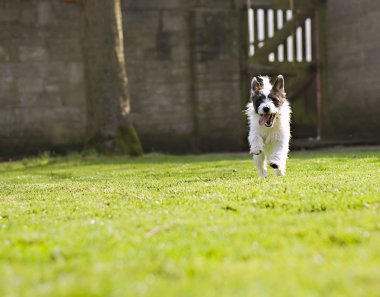 enerjik bir jack russell