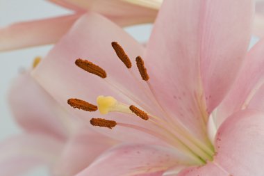 güzel bir pembe lily yakın çekim