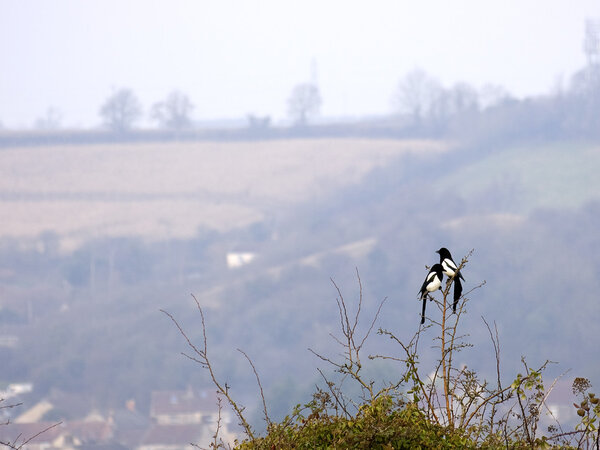 Two magpies perching on a bush