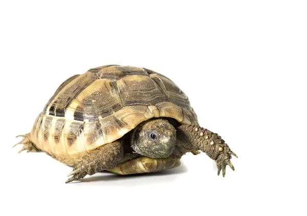 Herman żółw z białym tłem — Zdjęcie stockowe