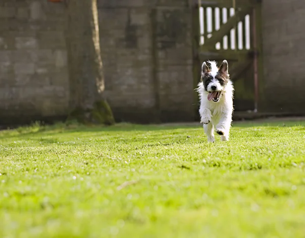 Een energieke jack russell — Stockfoto