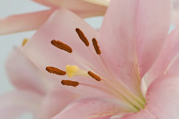 Close up of a beautiful pink lily — Stock Photo, Image