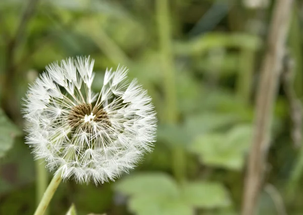 Jeden mały puffball dandelion — Zdjęcie stockowe