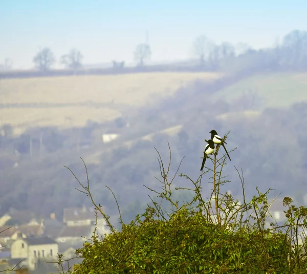English landscape with two magpies — Stock Photo, Image