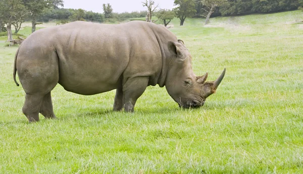 An adult rhinoceros grazing on grassland — Stock Photo, Image
