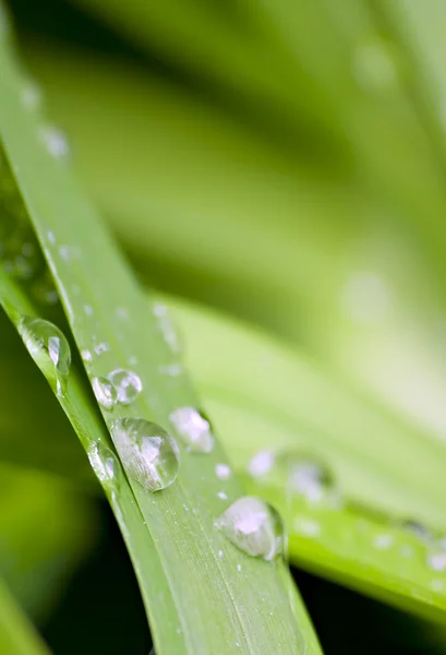 stock image Shallow focus of water droplets