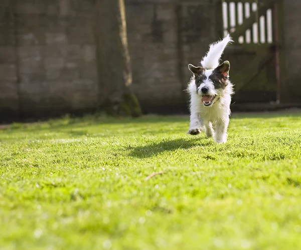 An energetic Jack Russell running towards the camera — Stock Photo, Image