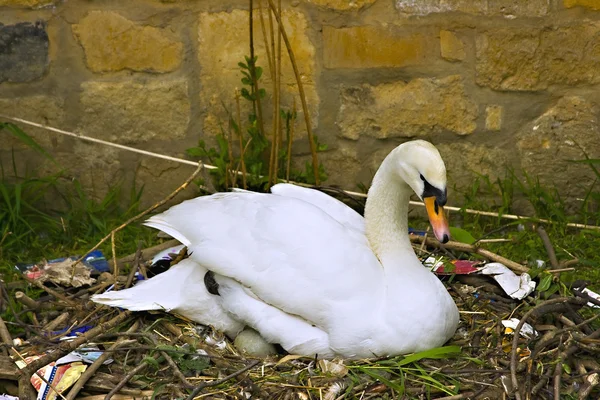 Female swan tending eggs in her nest — Stock Photo, Image