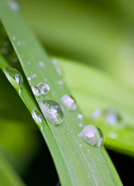 stock image Shallow focus of water droplets on green leaves