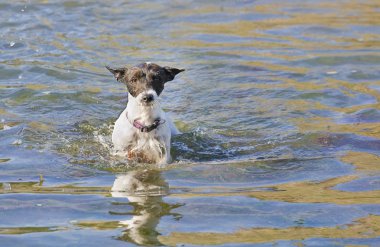 bir jack russell terrier suda gölet ve göllerde