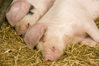 Two pigs sleeping in a straw filled enclosure clipart