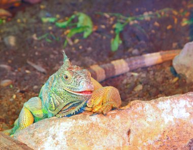 Captive iguana sitting on a rock clipart