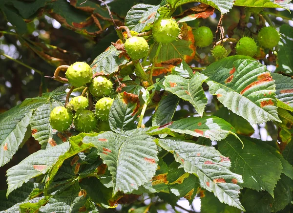 At kestanesi ağaç dalı olgunlaşma conkers