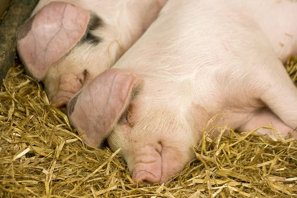 stock image Two pigs sleeping in a straw filled enclosure