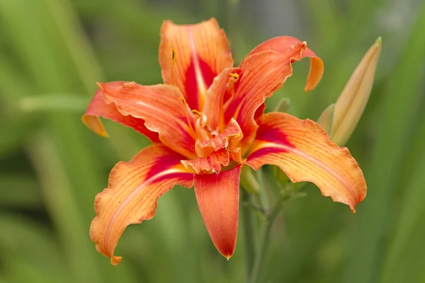 Close up of a single orange lily Royalty Free Stock Images